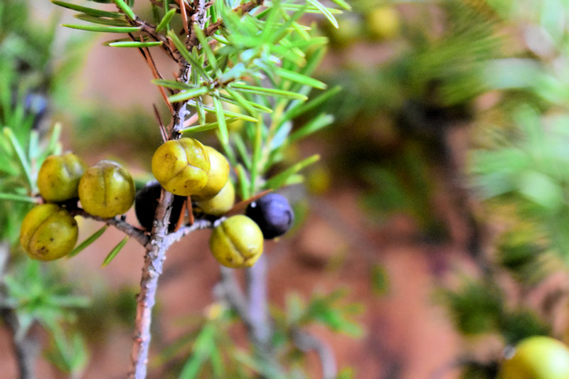 素材紹介 ネズ 森の花屋 Kicorico